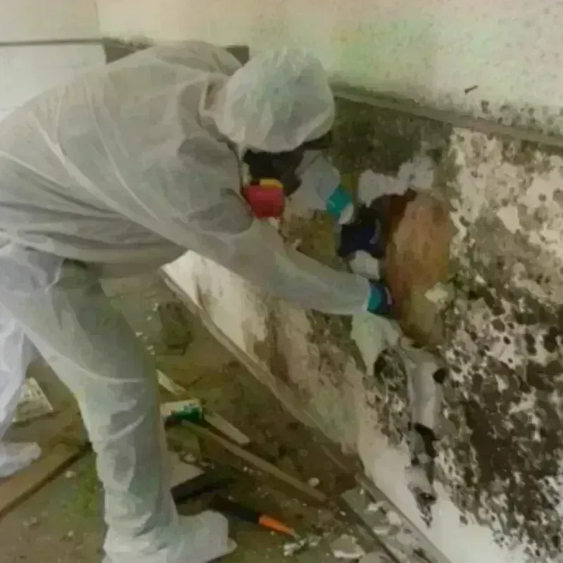 Mold Remediation and Removal in Tarrant County, TX